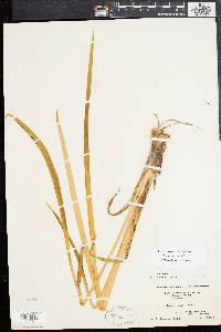 Acorus calamus image