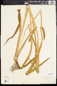 Acorus calamus image