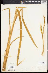 Acorus calamus image