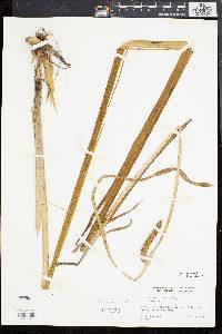 Acorus calamus image