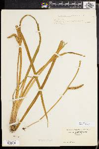 Acorus calamus image