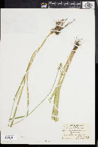 Carex alopecoidea image