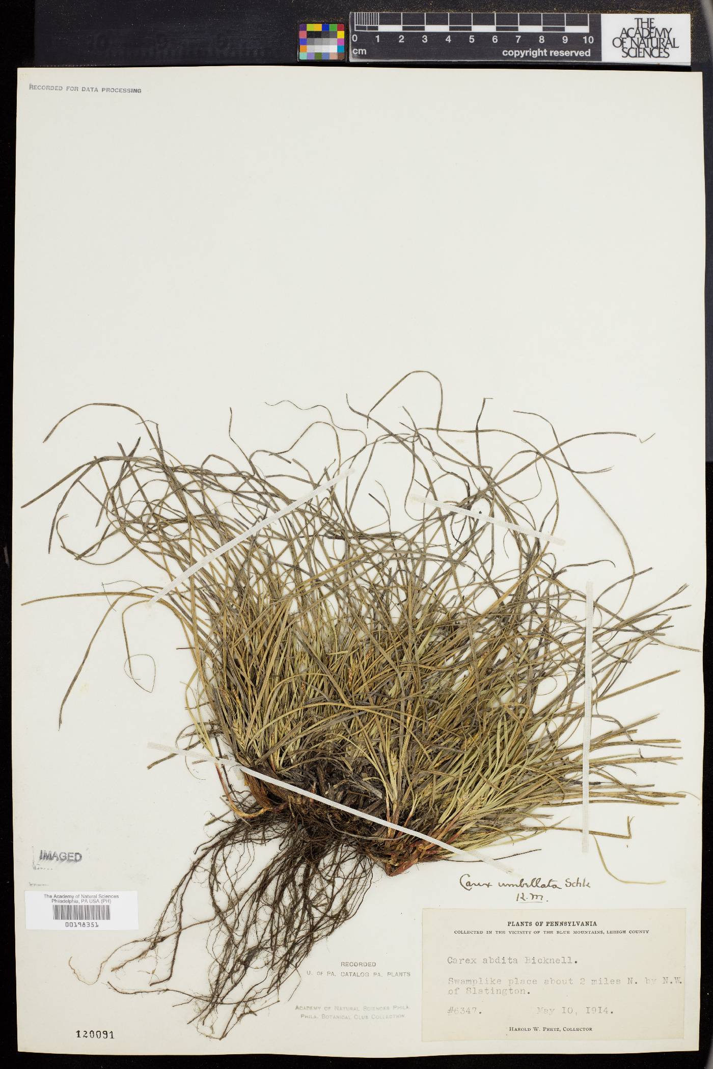 Carex abdita image