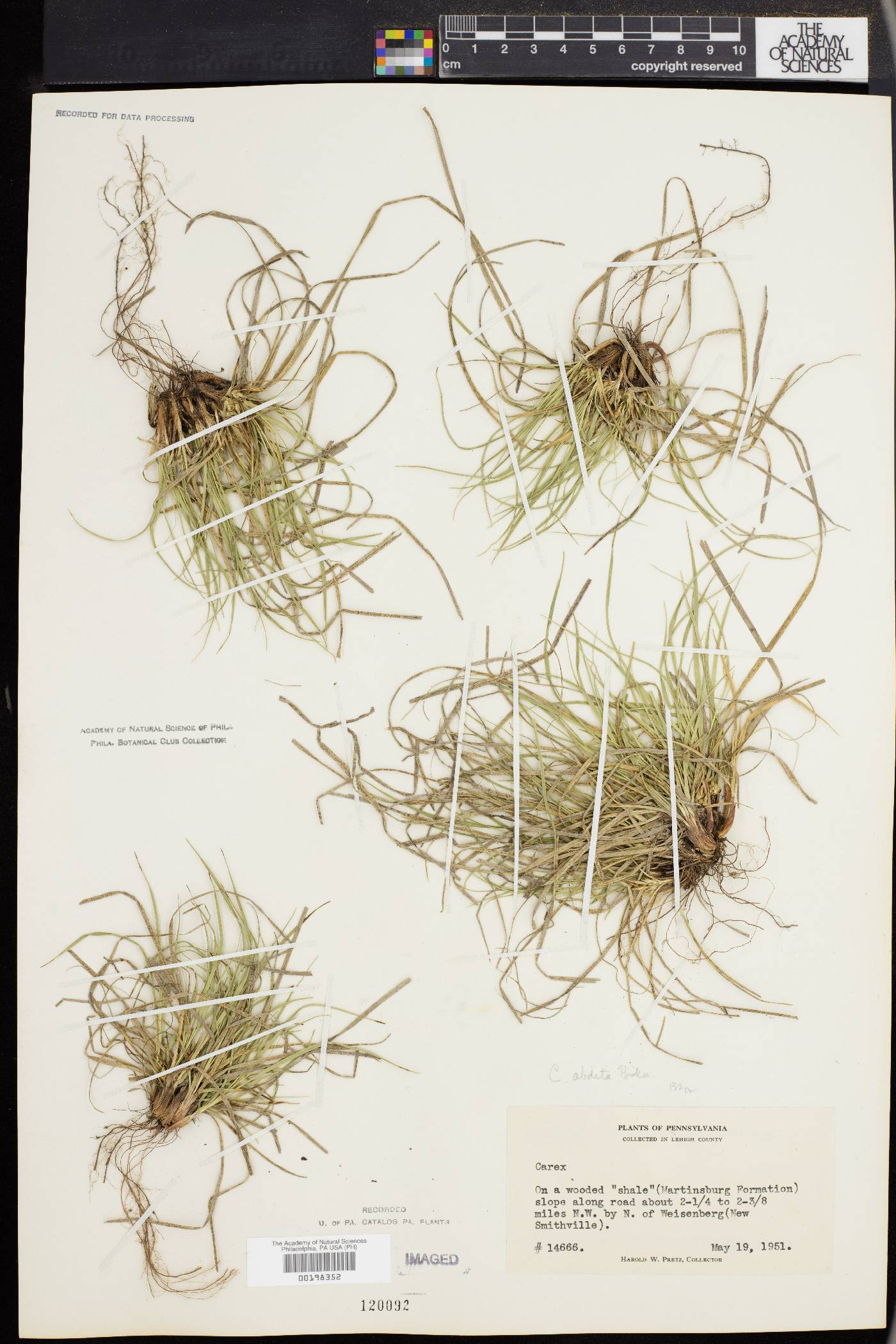 Carex abdita image