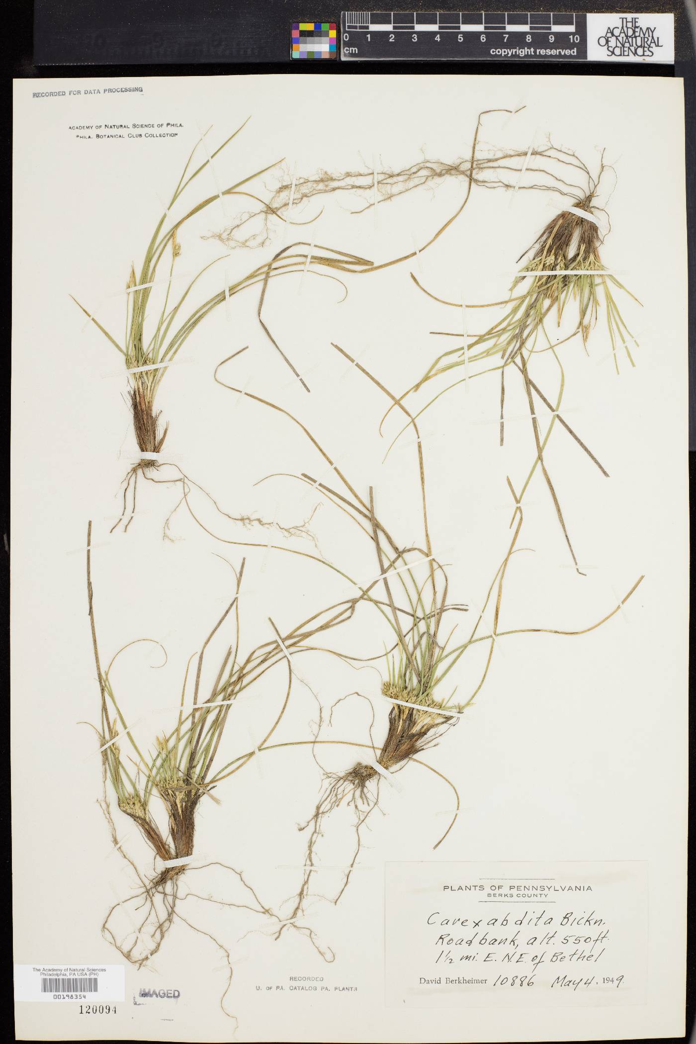 Carex abdita image