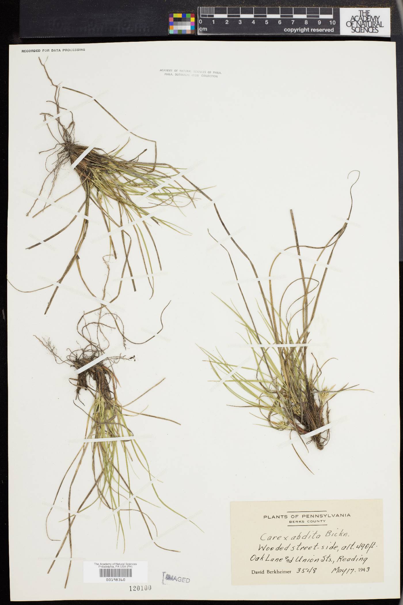 Carex abdita image