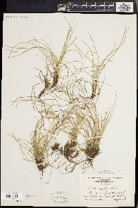 Carex abdita image