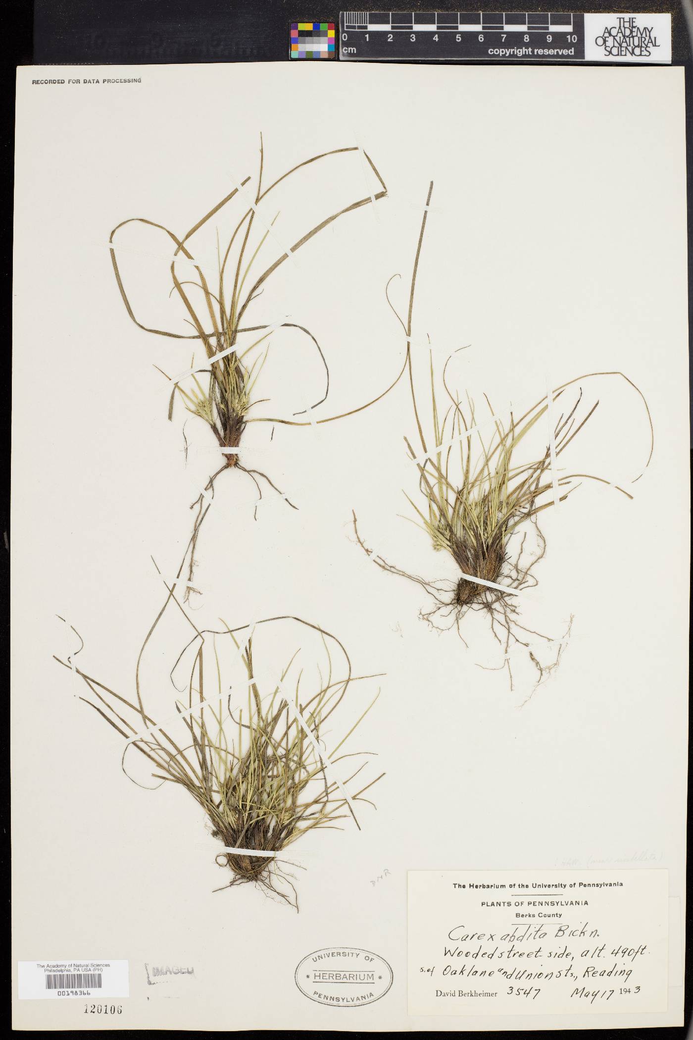 Carex abdita image