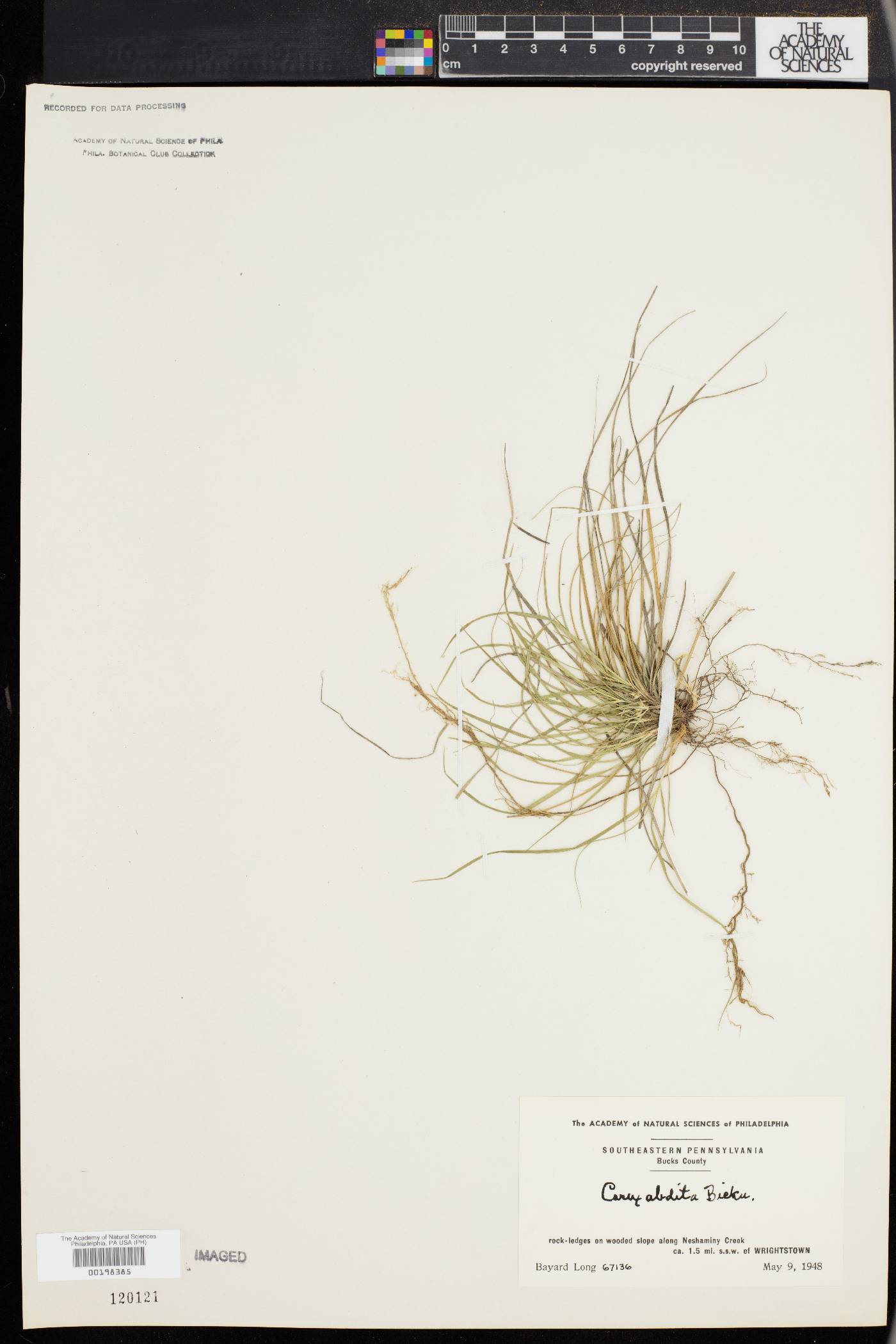 Carex abdita image