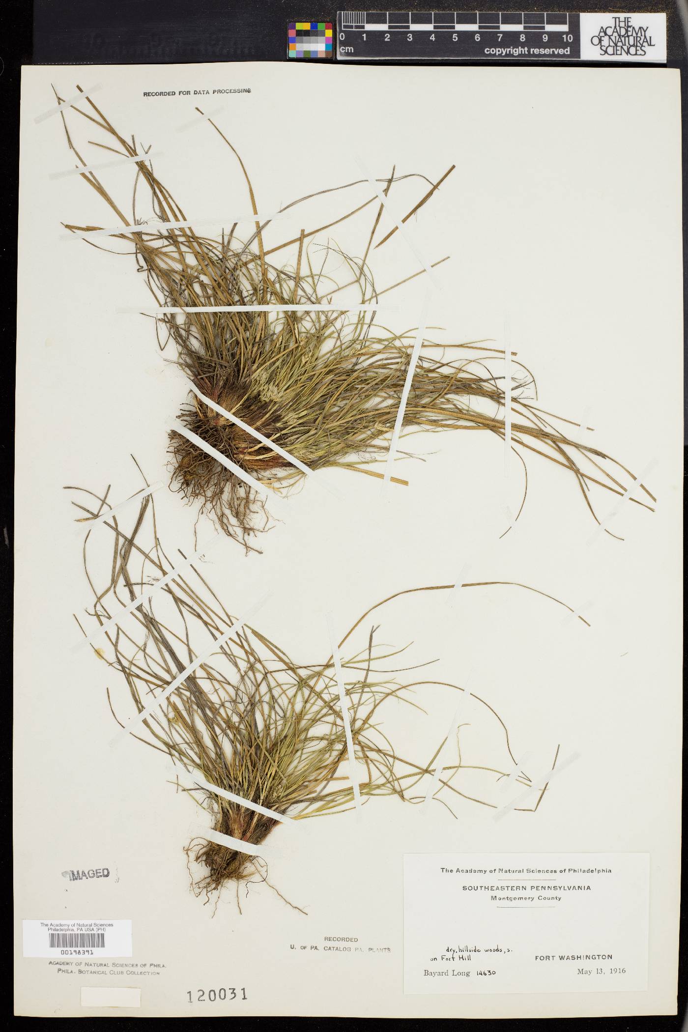 Carex abdita image