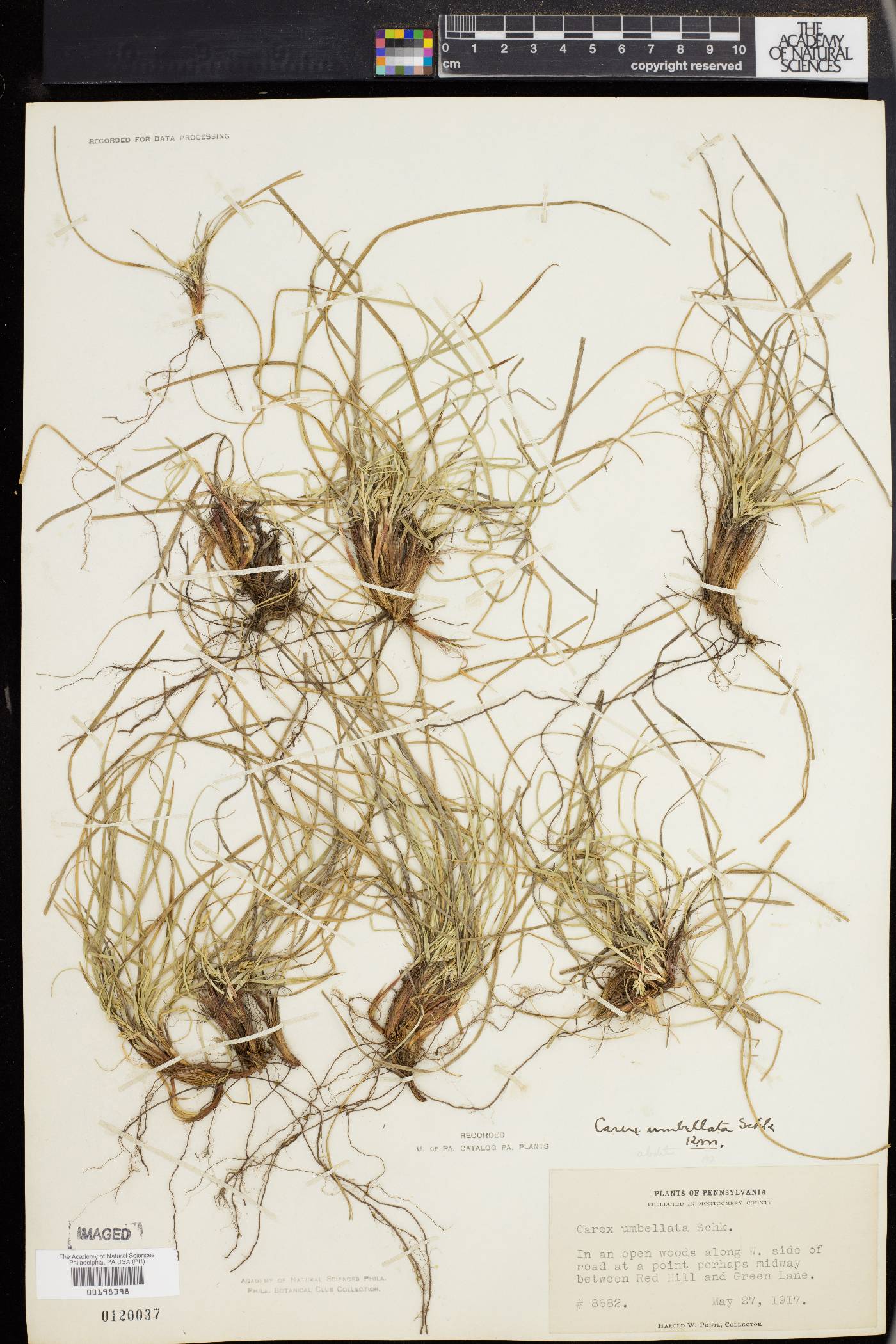 Carex abdita image