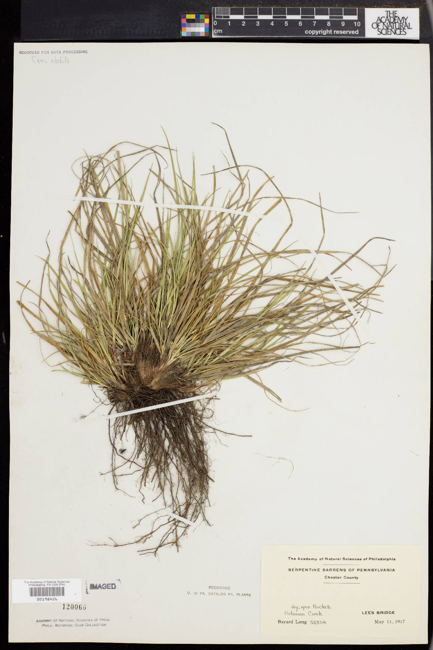 Carex abdita image