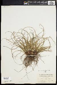 Carex abdita image