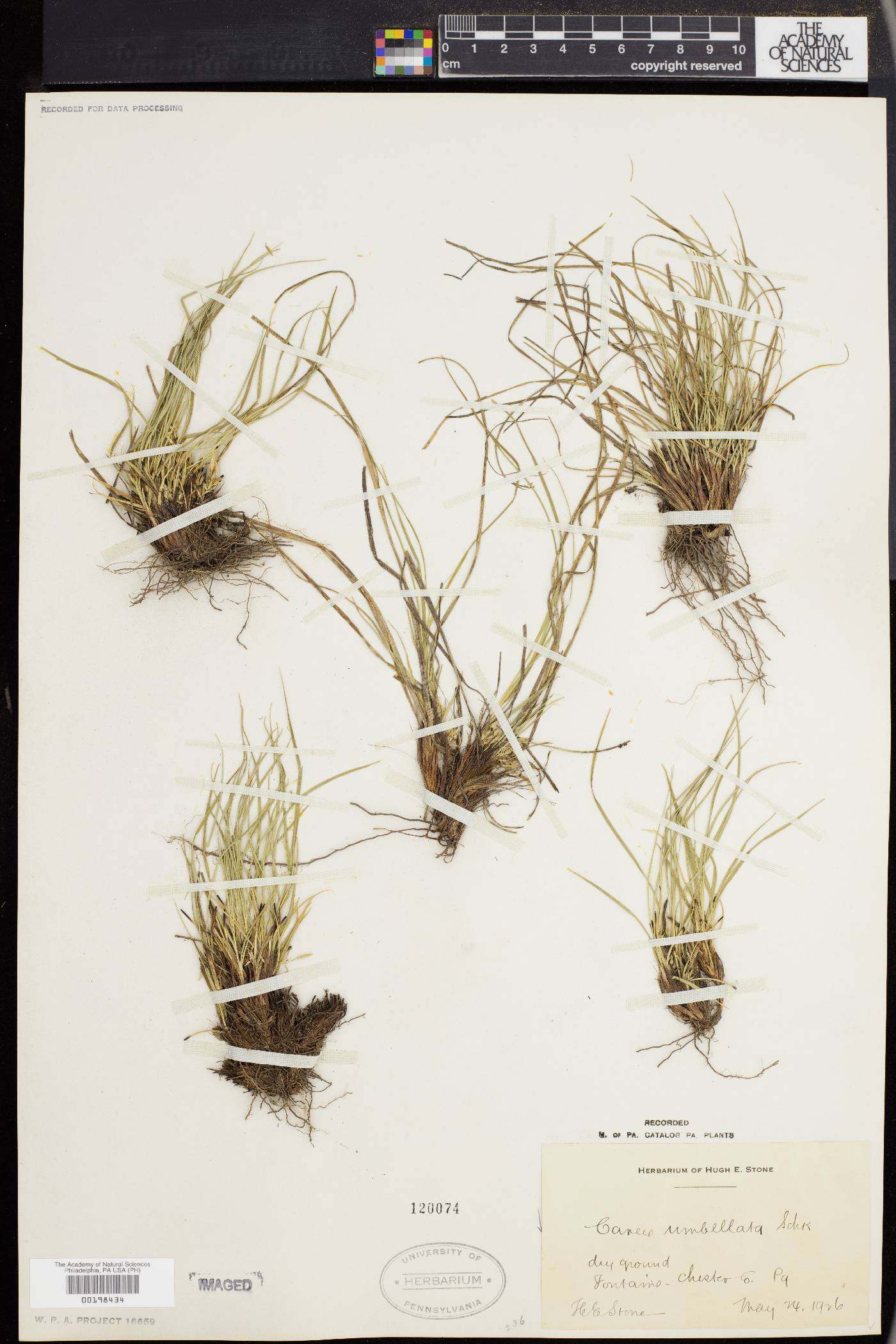 Carex abdita image