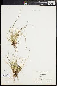 Carex abdita image