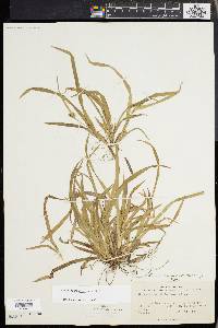 Carex abscondita image