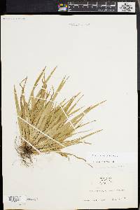 Carex abscondita image