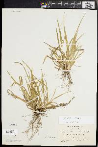 Carex abscondita image