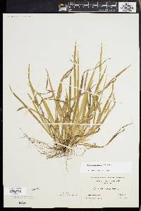 Carex abscondita image