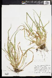 Carex abscondita image