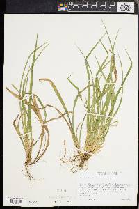 Carex abscondita image