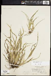 Carex abscondita image