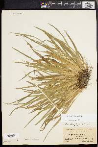 Carex abscondita image