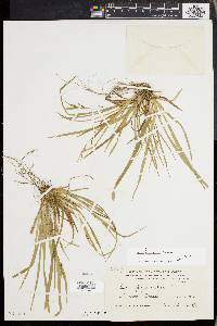 Carex abscondita image