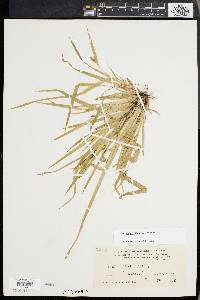 Carex abscondita image