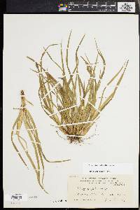 Carex abscondita image