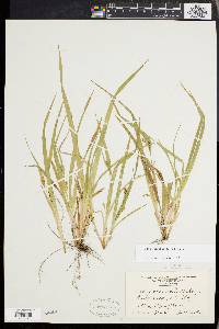 Carex abscondita image