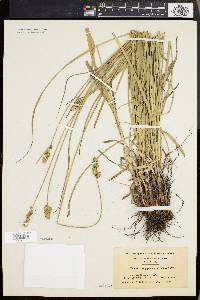 Carex aggregata image