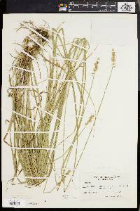 Carex aggregata image