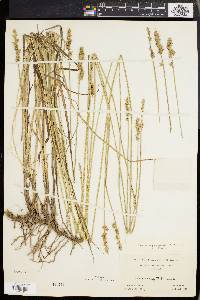 Carex aggregata image