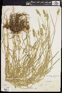 Carex aggregata image