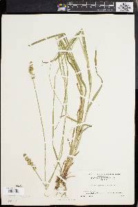 Carex aggregata image