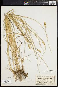 Carex aggregata image