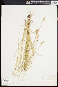 Carex albolutescens image