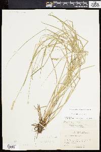 Carex albolutescens image