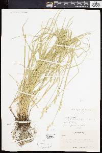 Carex albolutescens image