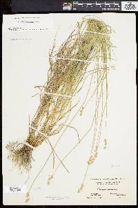 Carex albolutescens image