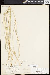 Carex albolutescens image