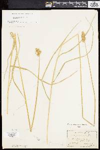 Carex albolutescens image