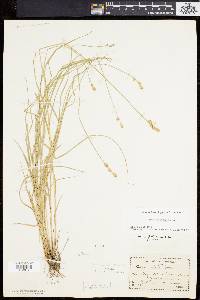 Carex albolutescens image