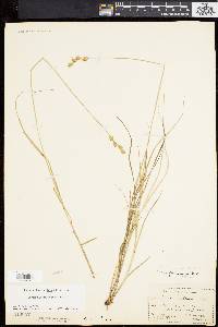 Carex albolutescens image