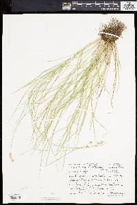 Carex albolutescens image