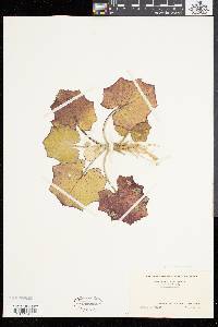 Tussilago farfara image