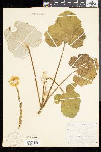 Tussilago farfara image