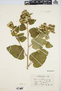 Arctium minus image