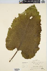 Arctium minus image